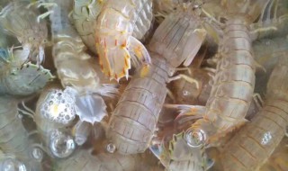 爬子什么时候最肥 几月份的虾爬子最肥