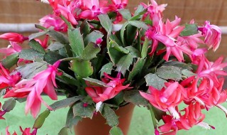 蟹爪兰的培育方法和注意事项（蟹爪兰的培育方法和注意事项是什么）