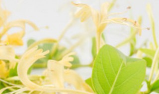 金银花的无土育苗方法（金银花的无土育苗方法视频）