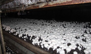 双孢菇的晾晒方法 双孢菇怎么晒干