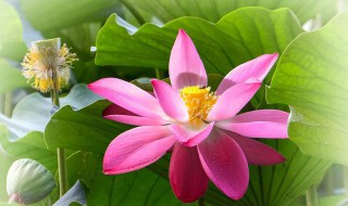 秀色掩今古荷花羞玉颜什么意思 秀色掩古今荷花羞玉颜啥意思