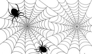 蜘蛛网的功效与作用（蜘蛛网的功效与作用图片）