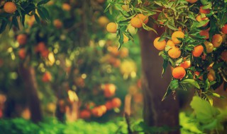 描写梦境中的景物句子(描写梦境的语句)