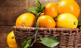 红美人种植技巧（红美人种植技巧视频）