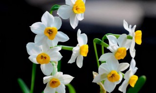 形容水仙花好看的句子（形容水仙花好看的句子有哪些）