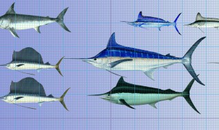 剑鱼养殖方法（剑鱼怎么养殖）