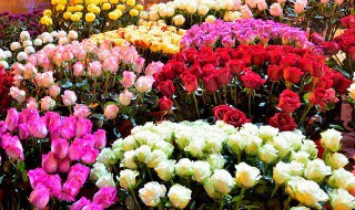 冬季室内养花浇水技巧 冬季室内养花怎样浇水