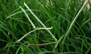 牛筋草是什么（牛筋草是什么植物）