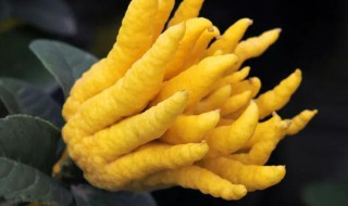 佛手柑怎么吃好吃（佛手柑怎么吃最好）