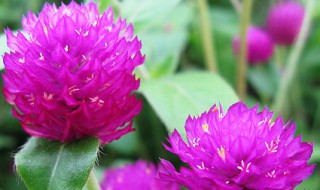 千日红的营养价值 千日红的营养价值与功效