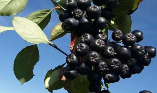 野樱莓有什么好处（野樱莓有什么作用）