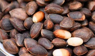 生松子怎么保存（生松子怎么保存时间长）