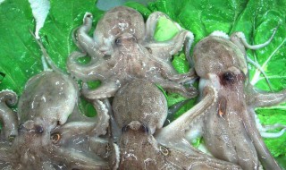 活八爪鱼怎么保存 活八爪鱼怎么保存时间长