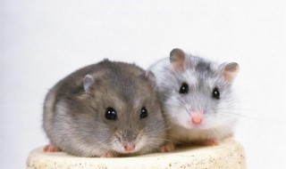 仓鼠用什么洗澡 仓鼠用什么洗澡是用沙子洗澡吗