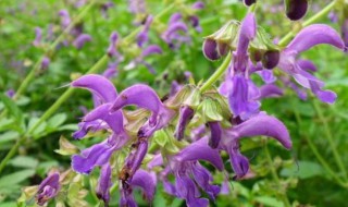 丹参怎么种植 丹参怎么种植产量高