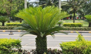 铁树黄叶怎么办 铁树黄叶怎么办专家视频