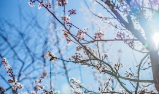 梅花什么季节种植 梅花什么季节种植合适