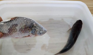 鱼冷藏能放多长时间 鱼冷藏能放多长时间不坏