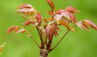 香椿芽什么时候采摘 香椿芽什么时候采摘最好