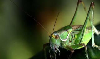 蝈蝈的寿命有多长时间（蝈蝈的寿命有多长时间呢）
