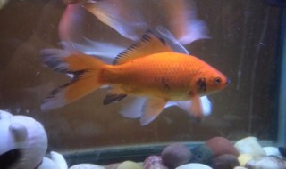 金鱼鱼鳍发黑怎么解决(金鱼鱼鳍发黑怎么治)