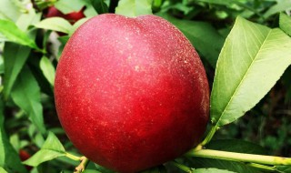 桃子一般几月份熟 桃子熟了是几月份