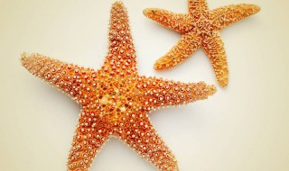 海星有没有毒 海星有没有毒,可以吃吗