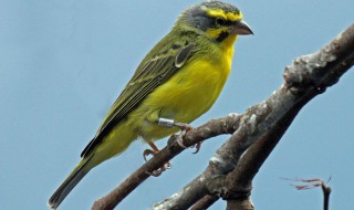 金青鸟繁殖注意事项与技巧 金青鸟繁殖秘诀