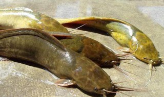 野生鲶鱼和养殖鲶鱼的区别 野生鲶鱼和养殖鲶鱼的区别是什么