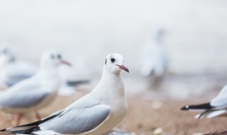 喂鸽子有什么技巧 喂鸽子注意什么