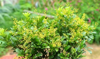 冬季米兰换盆方法(米兰换盆时间和方法)