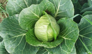 甘蓝菜的施肥方法(甘蓝菜的施肥方法有哪些)