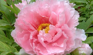 蓝牡丹嫁接苗方法（牡丹嫁接苗如何种植）