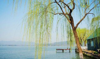 柳树的移栽方法及时间(柳树的种植方法及时间)