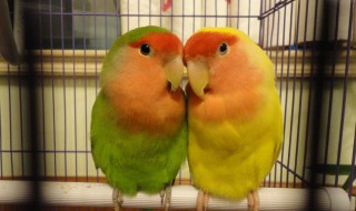 牡丹鹦鹉吃什么食物 牡丹鹦鹉吃什么食物最好