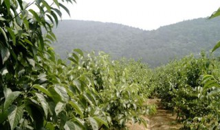 杜仲什么时候采收最好（杜仲一般在什么时候采收）