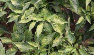 辣椒苗叶片卷是什么病 辣椒幼苗卷叶是什么病