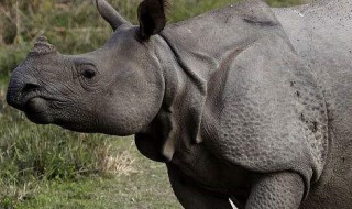 犀牛鸟能和犀牛成为好朋友是为啥 犀牛和犀牛鸟为什么会成为好朋友?