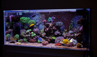 鱼缸灯的使用技巧 鱼缸灯如何使用技巧