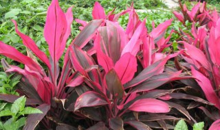 朱蕉种植方法（朱蕉冬天可以移栽吗）