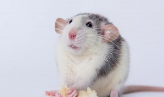 简单的另类驱鼠小方法 简单的另类驱鼠小方法图片