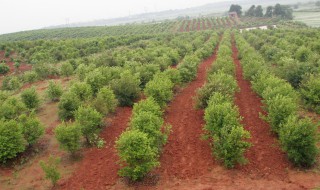 油茶栽培管理方法 油茶的栽培管理技术