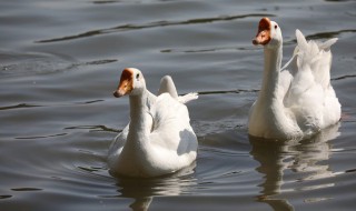 鹅肉如何做白切好吃 鹅肉如何做白切好吃窍门