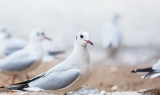 鸽子血有寄生虫吗（鸽子血有寄生虫吗百度）