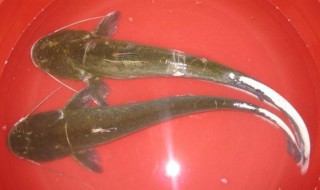 三黄塘角鱼养殖方法 三黄塘角鱼养殖视频