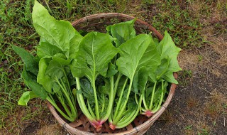 菠菜不焯水可以吃吗（菠菜不焯水能吃吗?）