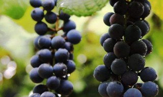 山葡萄的功效与作用 赤枝山葡萄的功效与作用