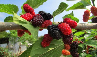 种植桑葚的技术和管理方法 桑葚怎样种植技术