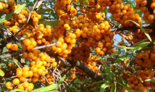 沙棘怎么保存（沙棘怎么保存时间长）