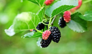 桑葚怎么保存（桑葚怎么保存好）